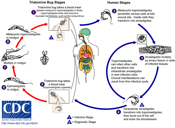 AmerTryp LifeCycle