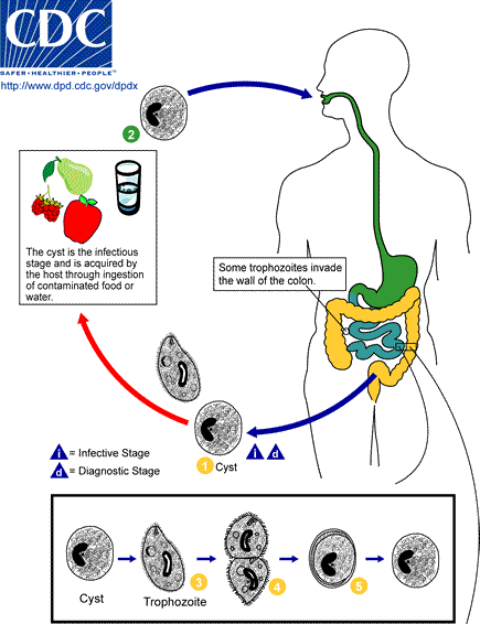 Balantidium LifeCycle