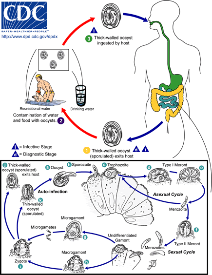 Cryptosporidium LifeCycle