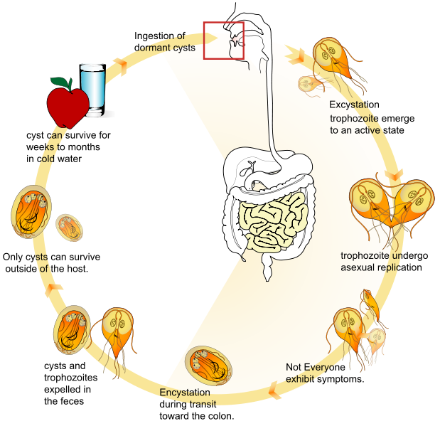 Giardia life cycle en svg